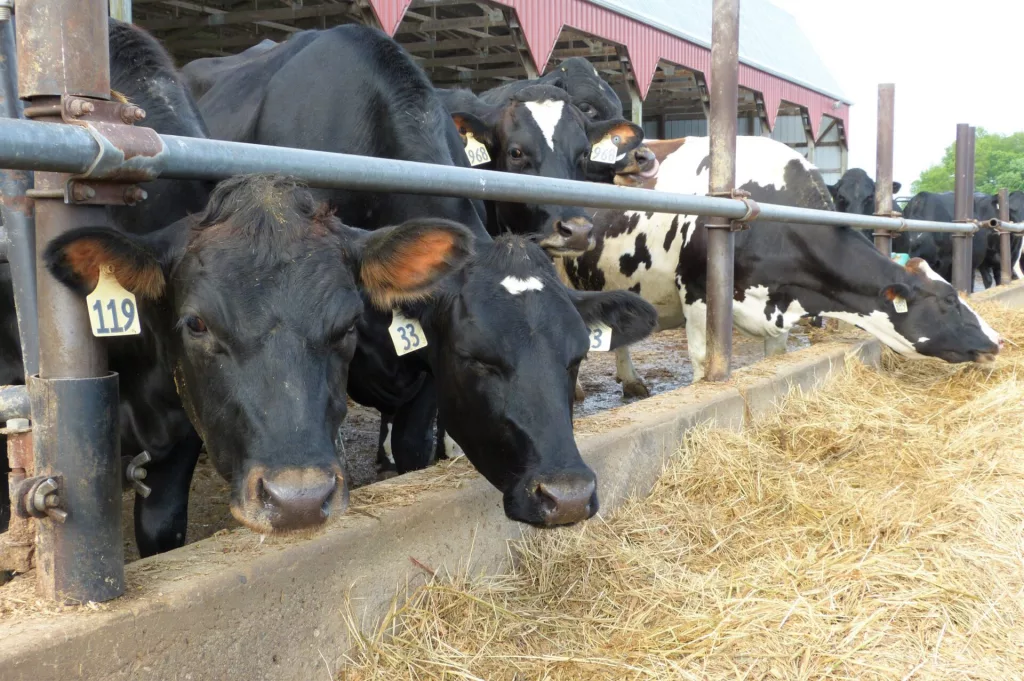 ESTES-DAIRY-CATTLE-PHOTO-1.webp