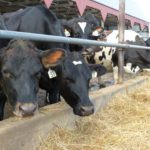 Global Dairy Markets Face Uneven Demand