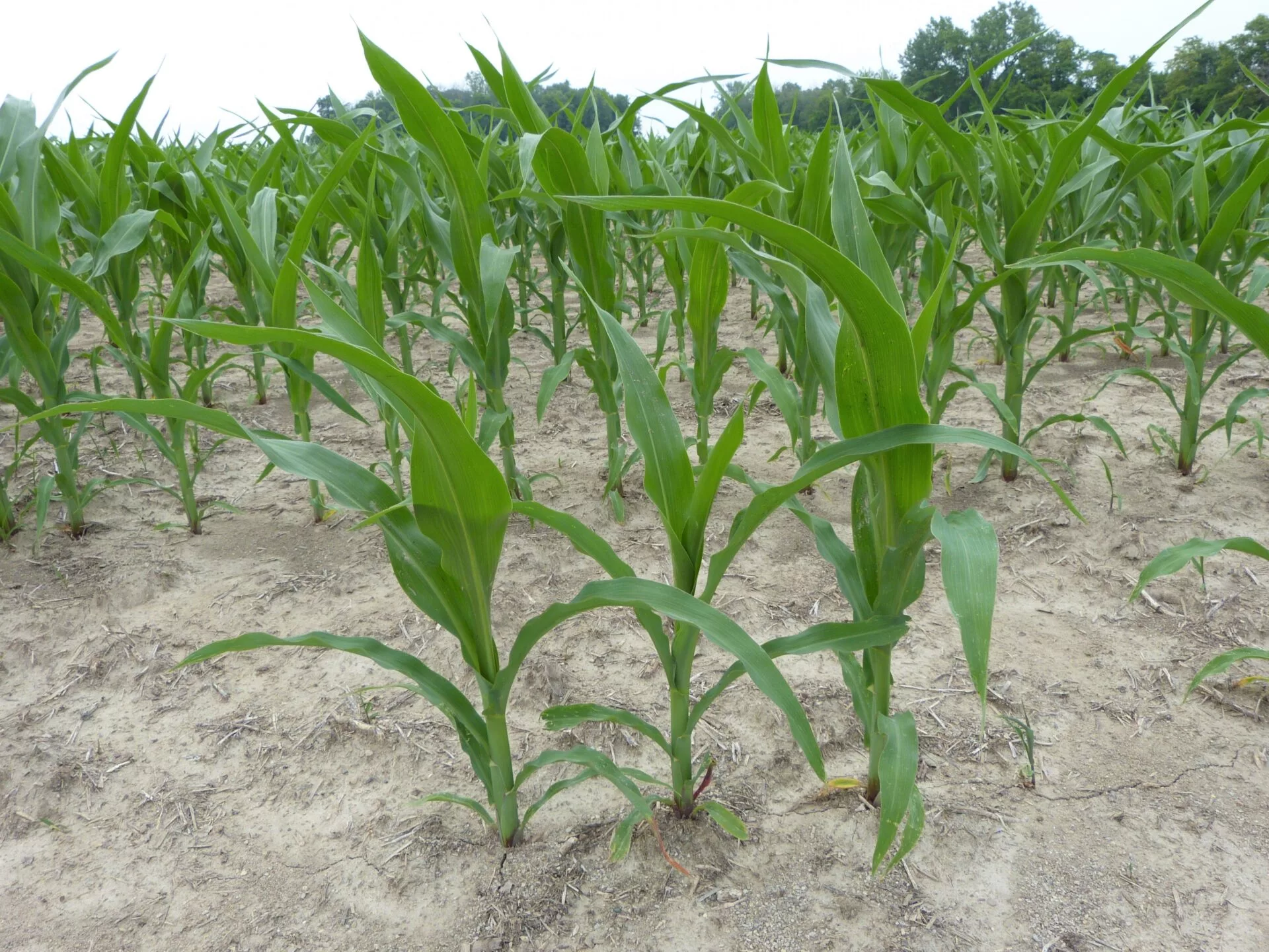 CORN-SHELBY-COUNTY-INDIANA-JUNE-2023