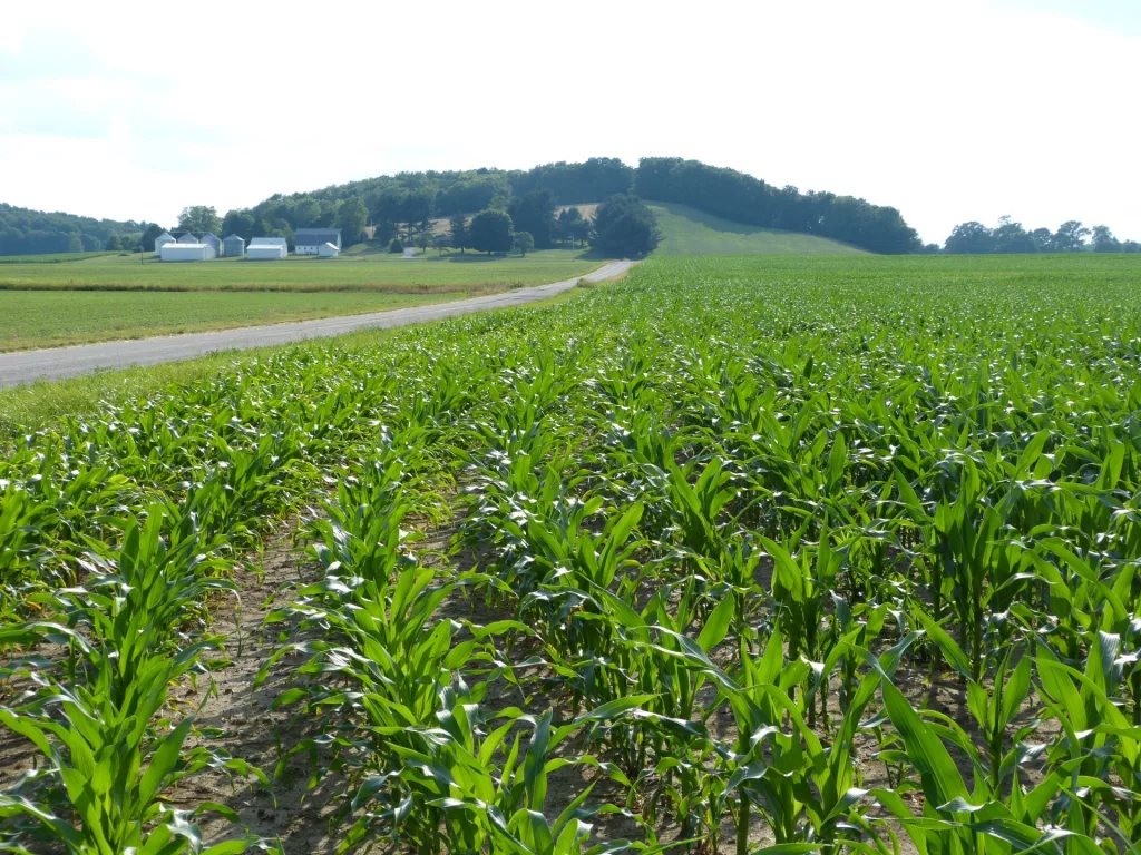 BUD-FIELDS-HILL-SMITHLAND-INDIANA-IN-SHELBY-COUNTY.webp