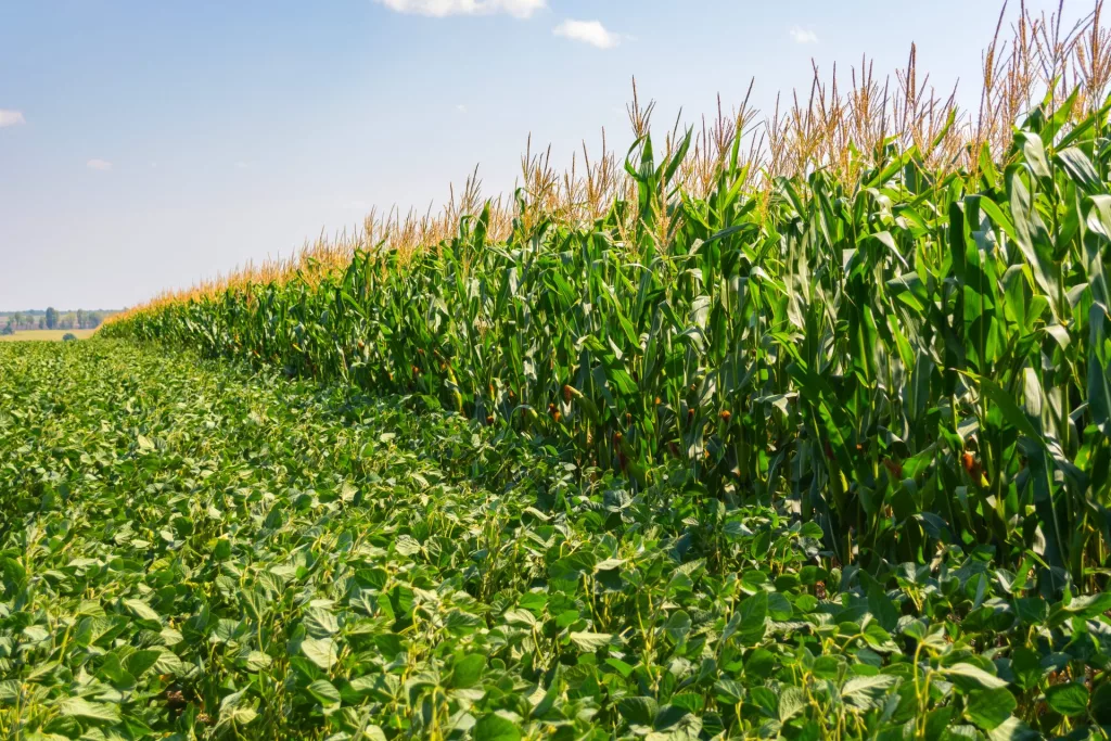 CORN-AND-SOYBEAN-CROPS-SIDE-BY-SIDE.webp