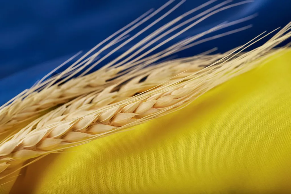 UKRAINE-WHEAT-GRAIN-EXPORTS-ORIGINAL-PHOTO.webp