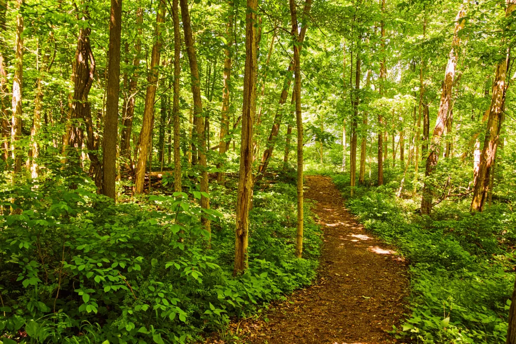 forest-park-path-trail