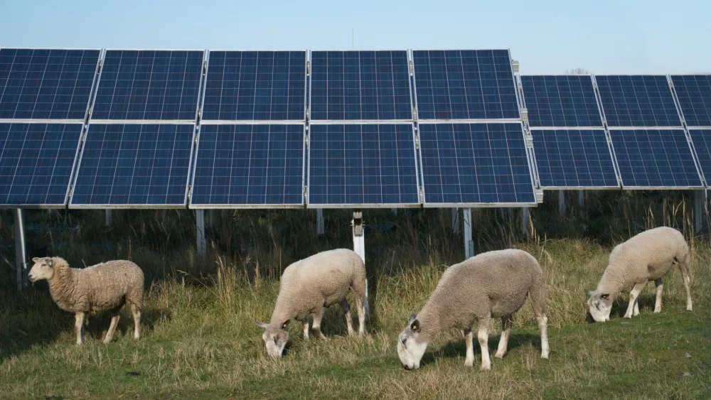 sheep-grazing-solar.jpeg