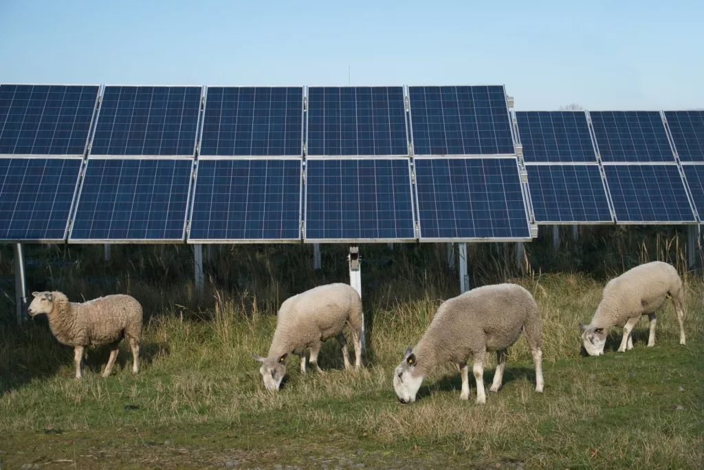 sheep-grazing-solar.webp