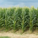 Impressive Corn and Soybean Finish in Northwest Indiana