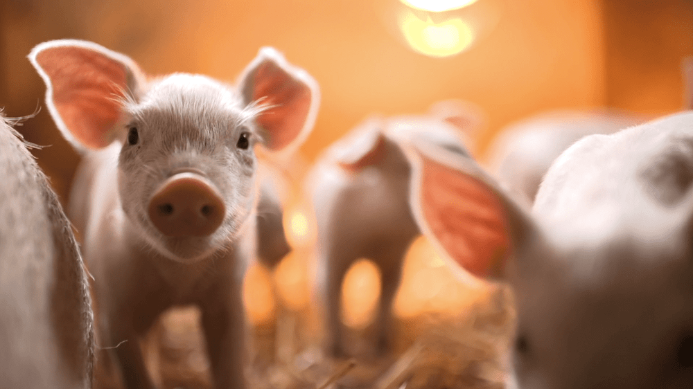 pig-national-pork-producers-council-photo-2