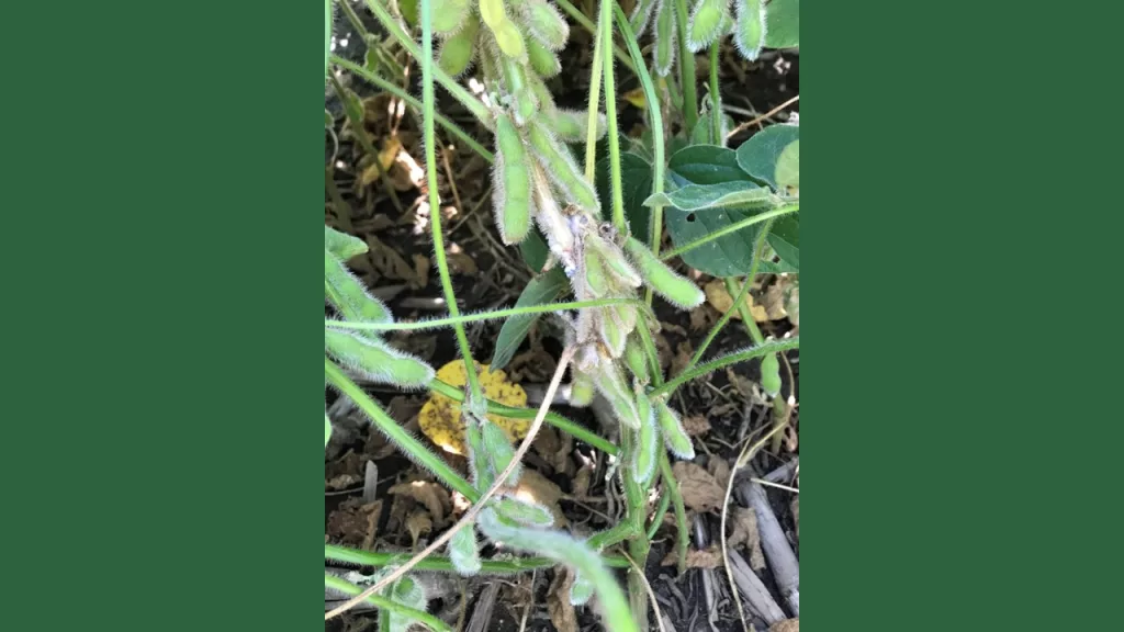 WHITE-MOLD-ON-SOYBEANS-EDIT-FOR-WEB.webp