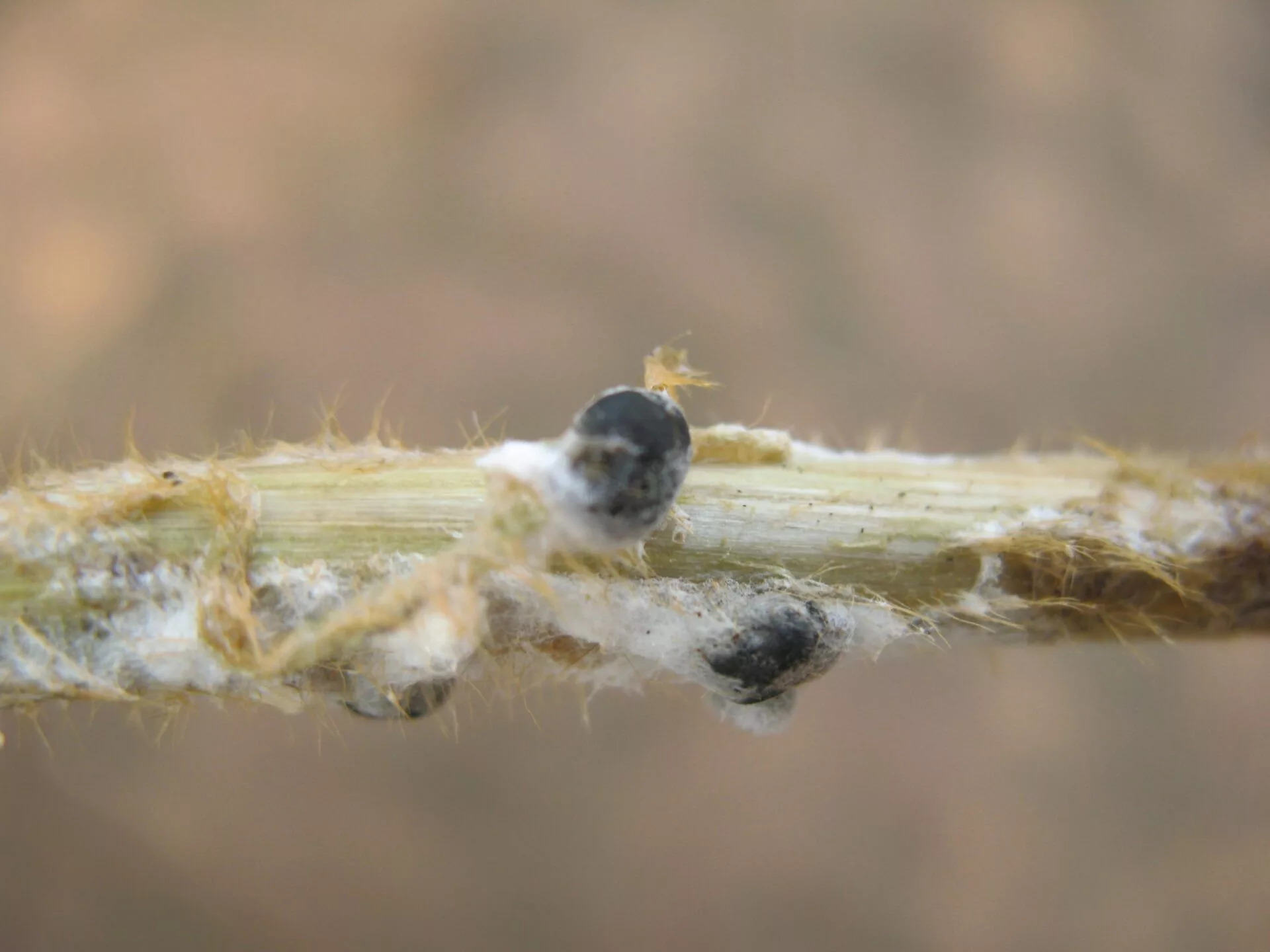 WHITE-MOLD-ON-SOYBEANS-PHOTO-5