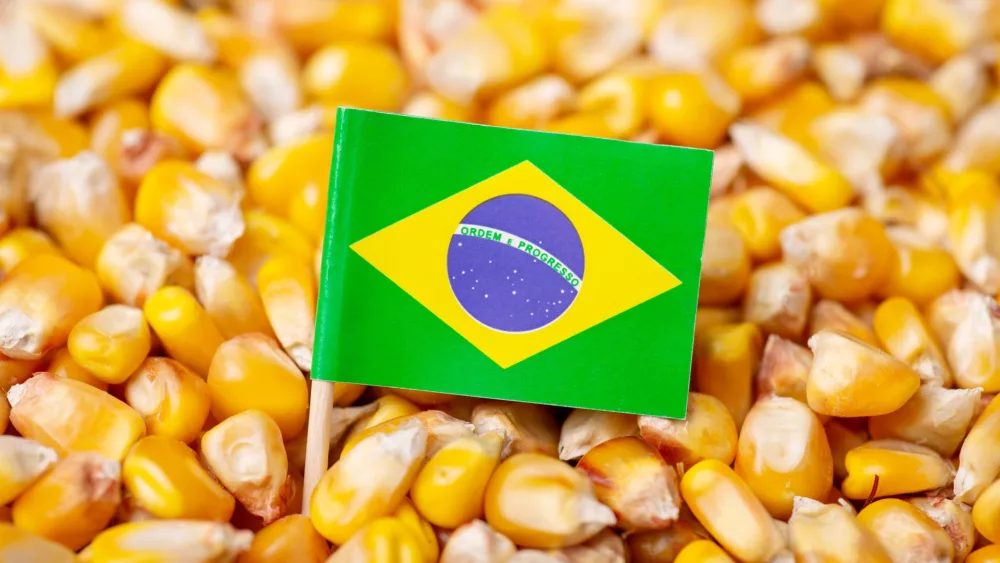 brazil-corn.jpeg