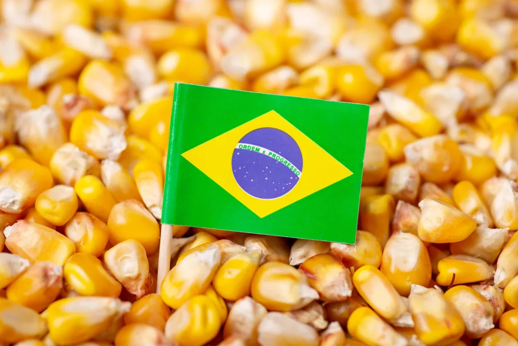 brazil-corn.webp