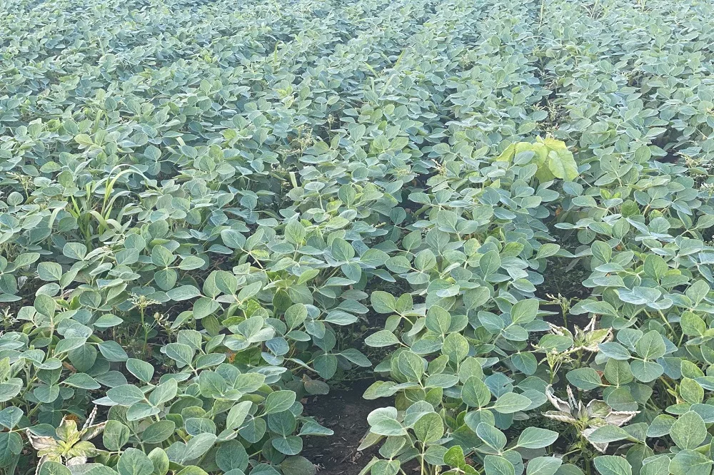 soybean