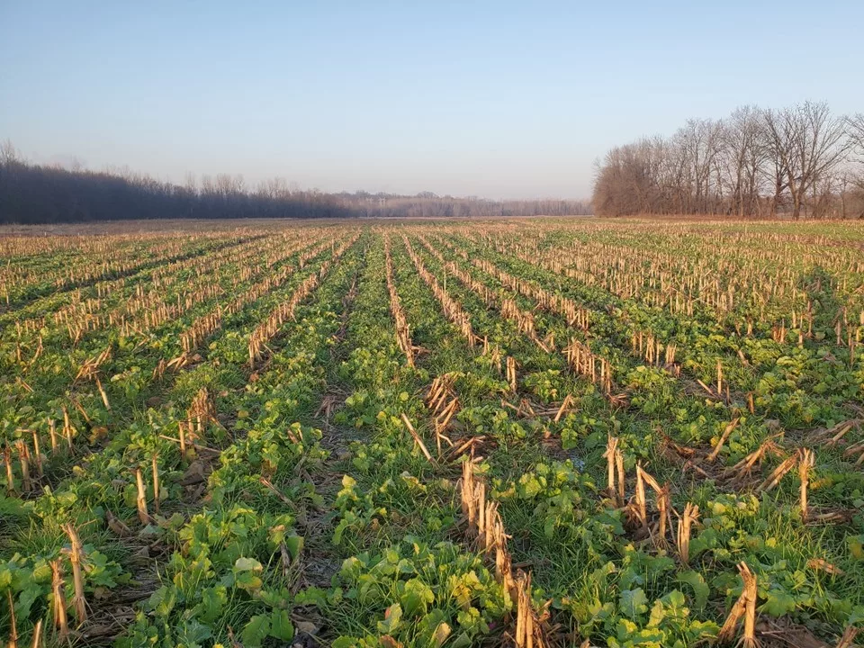 Cover-Crops-in-Harvested-Field