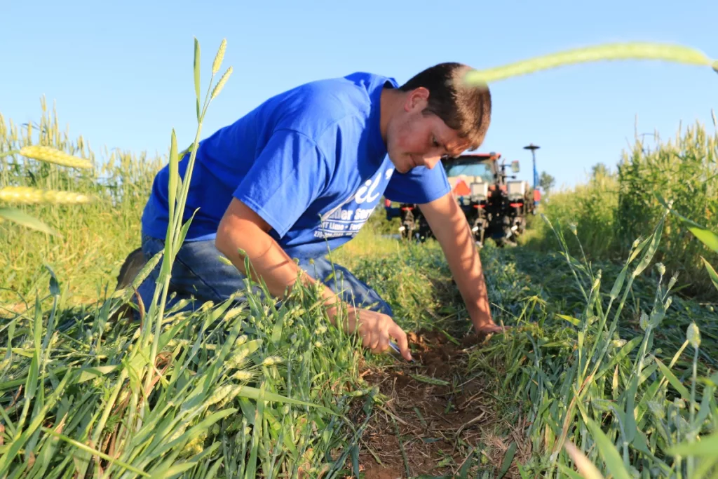 Ben-Needham-Checking-Cover-Crops.webp