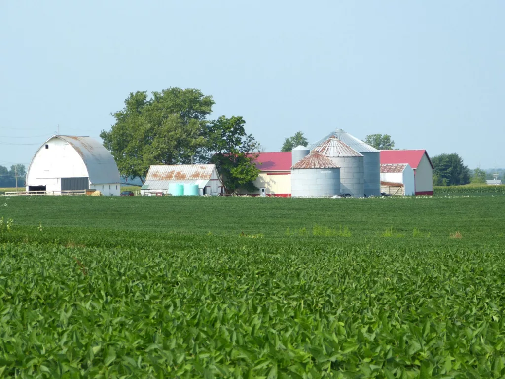 SOYBEAN-FIELD-NEAR-NORTH-MANCHESTER-AUG-23-2023.webp