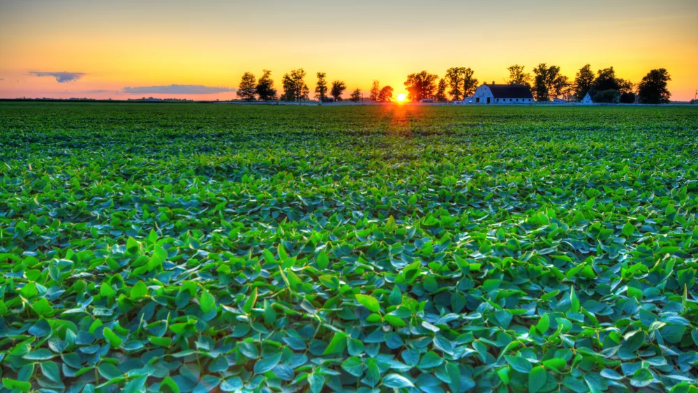soybeans at sunset