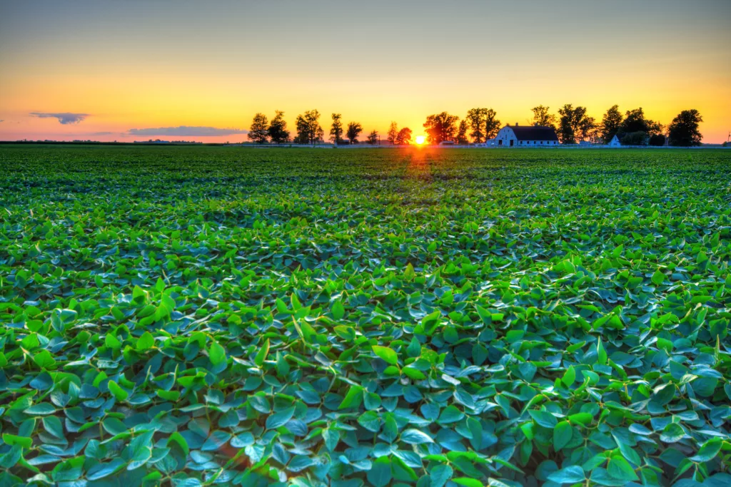 soybeans at sunset