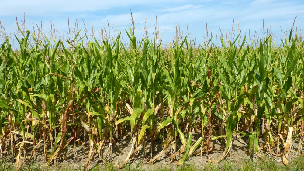 corn September 11