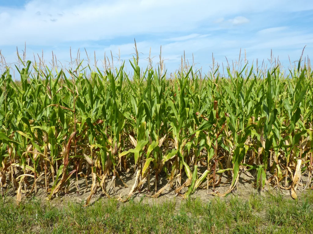 corn September 11