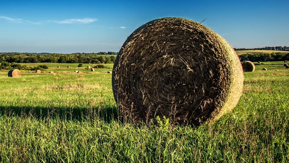 fields full of bales of hay