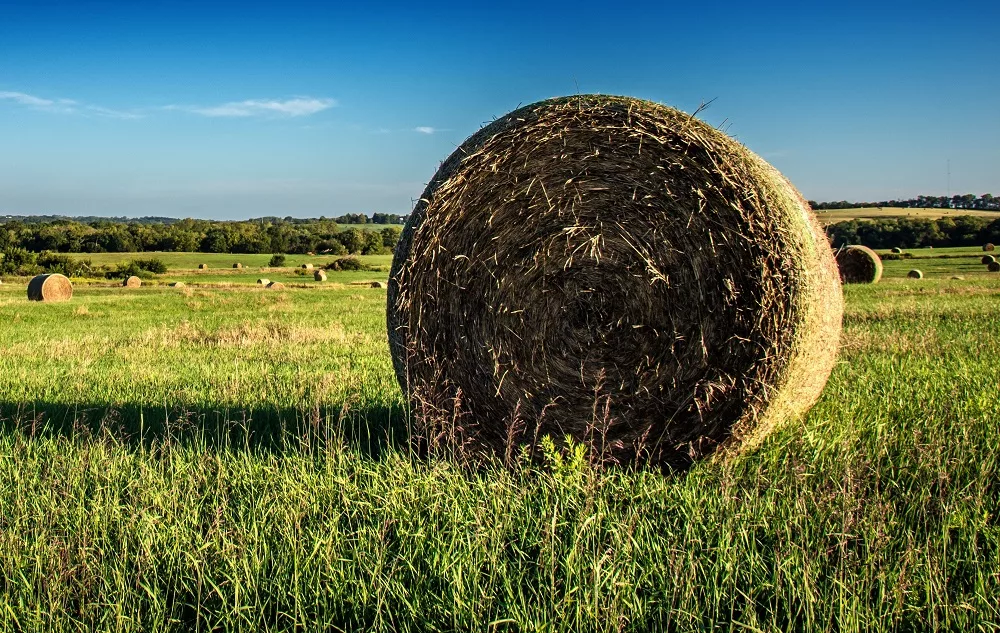 fields full of bales of hay