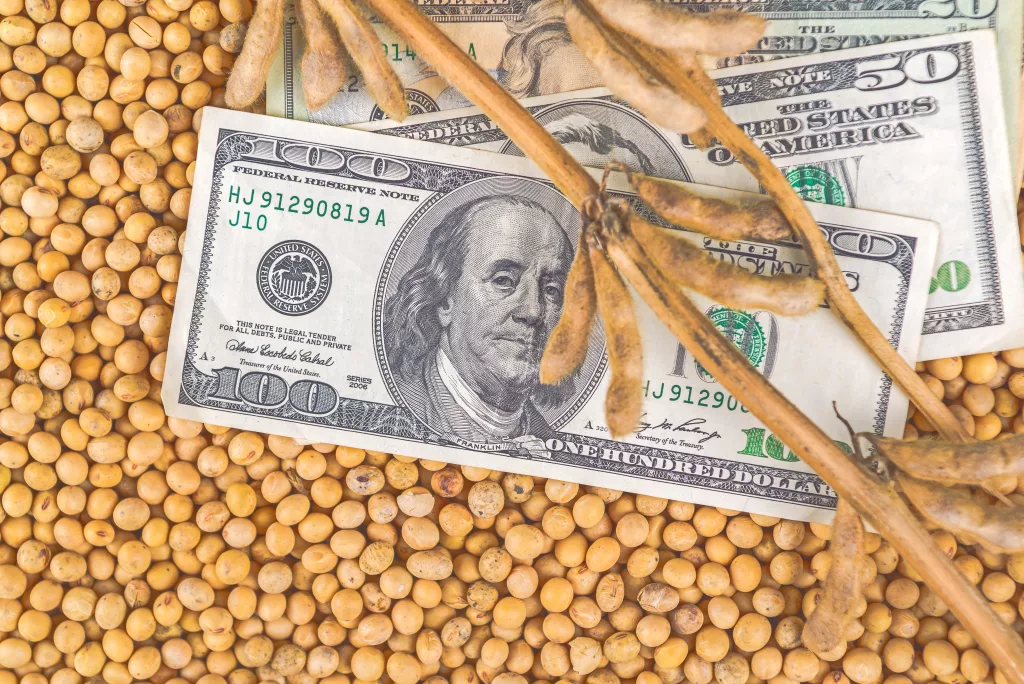 soybean cash