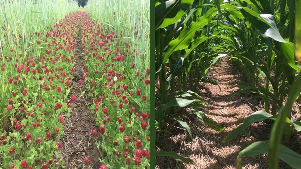 Cover crops planted precisely in bio strip-till system and corn planted into those cover crops.