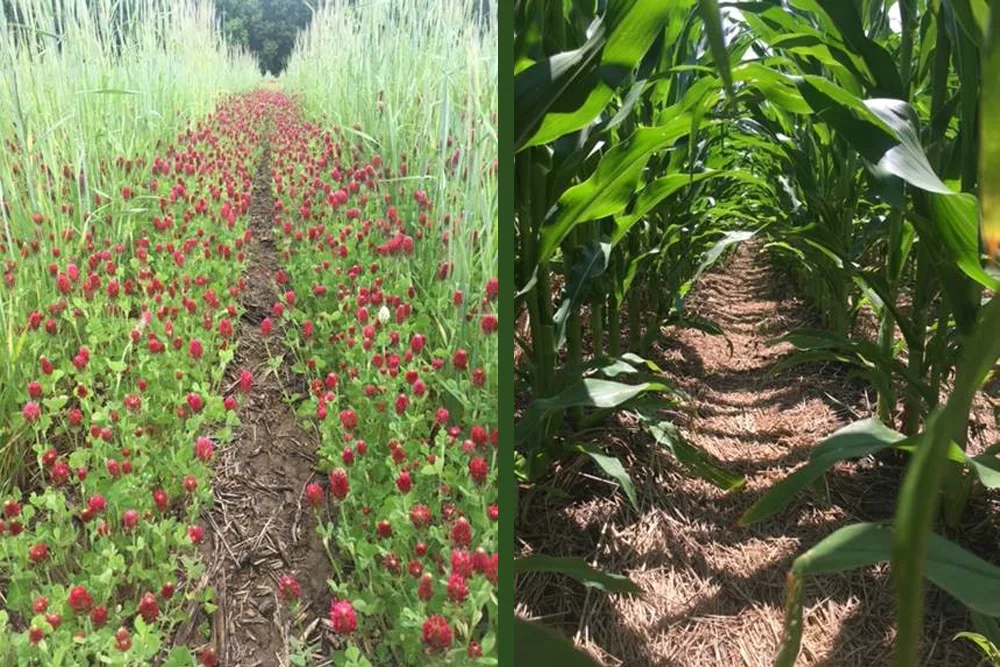 Cover crops planted precisely in bio strip-till system and corn planted into those cover crops.