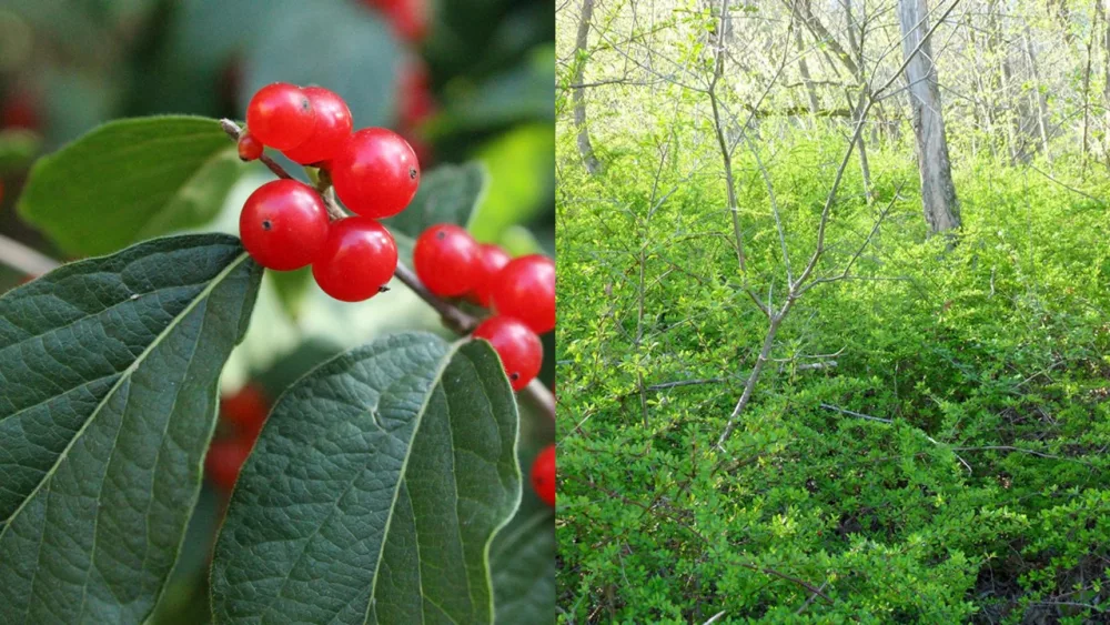 invasive-plant-species-asian-honeysuckle-japanese-barberry