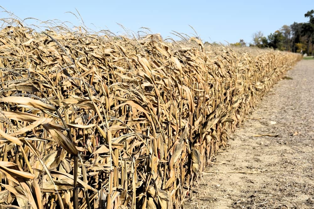October Corn Corn Harvest Still Slow in Northern Indiana | Hoosier Ag Today