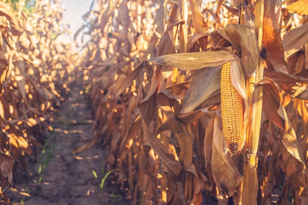 corn ready at harvest