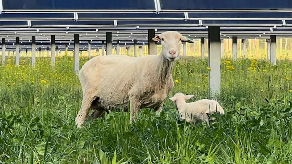 Ewe and lamb standing in forages at solar farm.