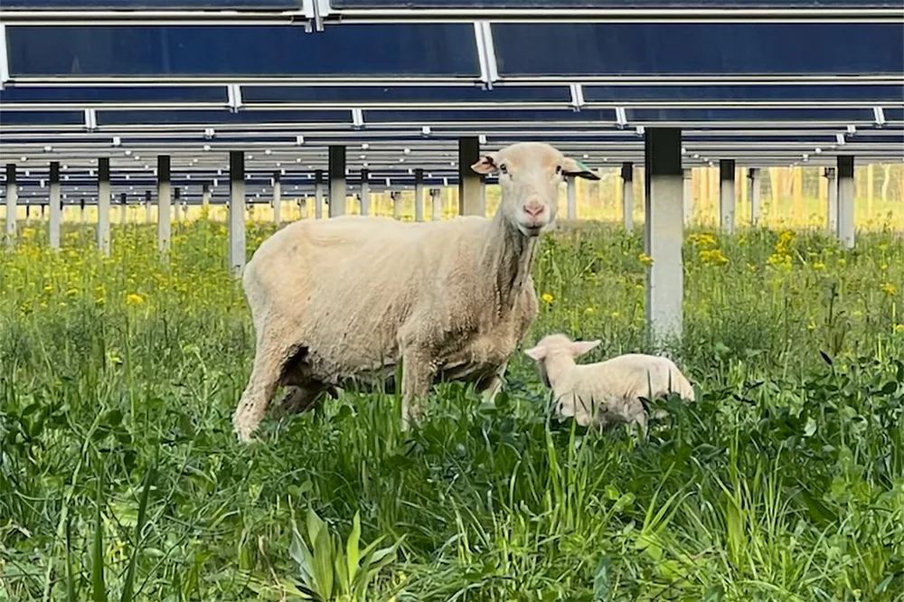 Ewe and lamb standing in forages at solar farm.