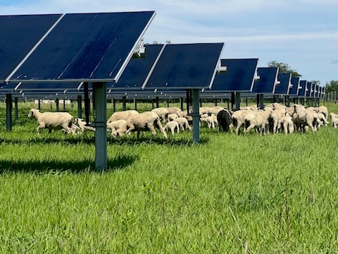 A flock of sheep grazes under solar panels. 