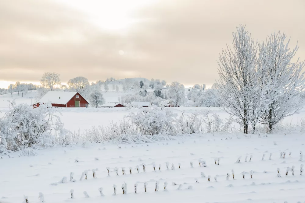 snow-farm-1000