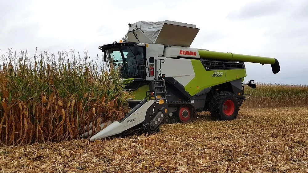 corn harvest