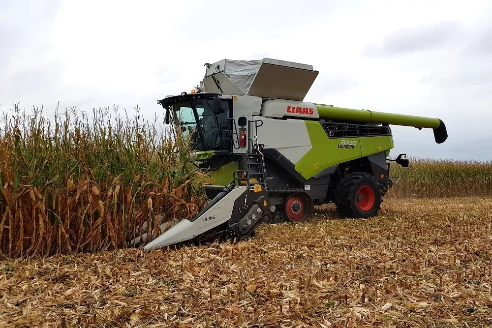 corn harvest