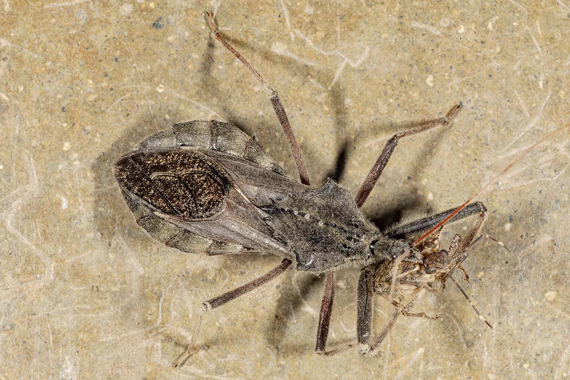 Wheel bug