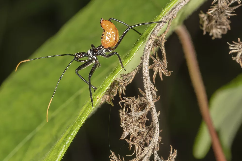 Wheel bug