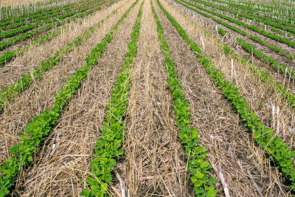 Soybeans planted into cereal rye.