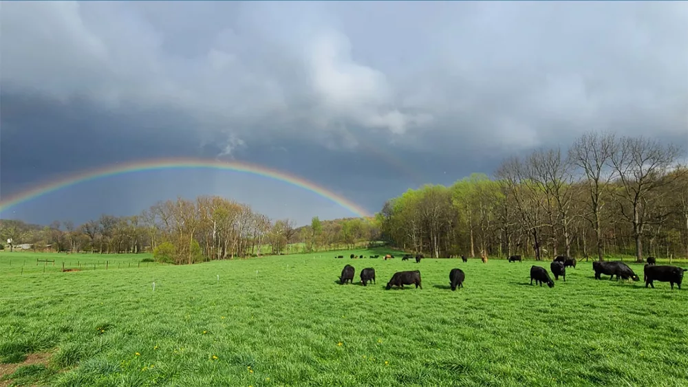 Black cattle grazing on pasture with rainbow in cloudy sky.