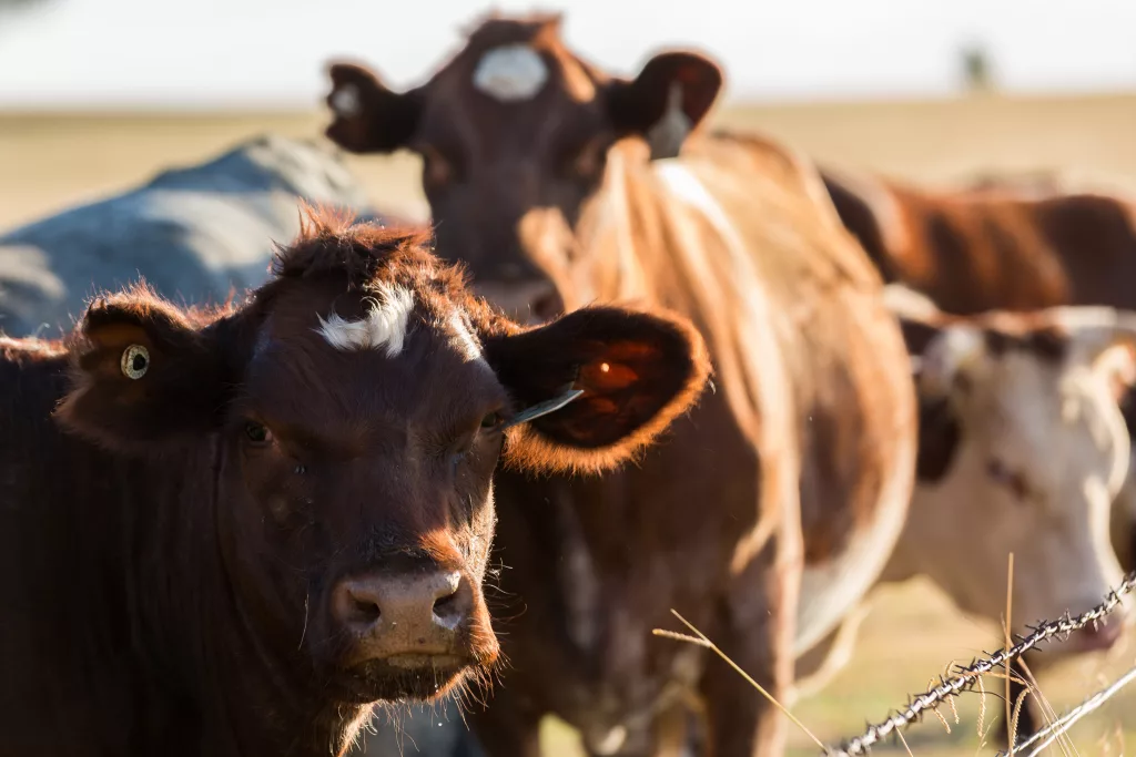 Beef cattle