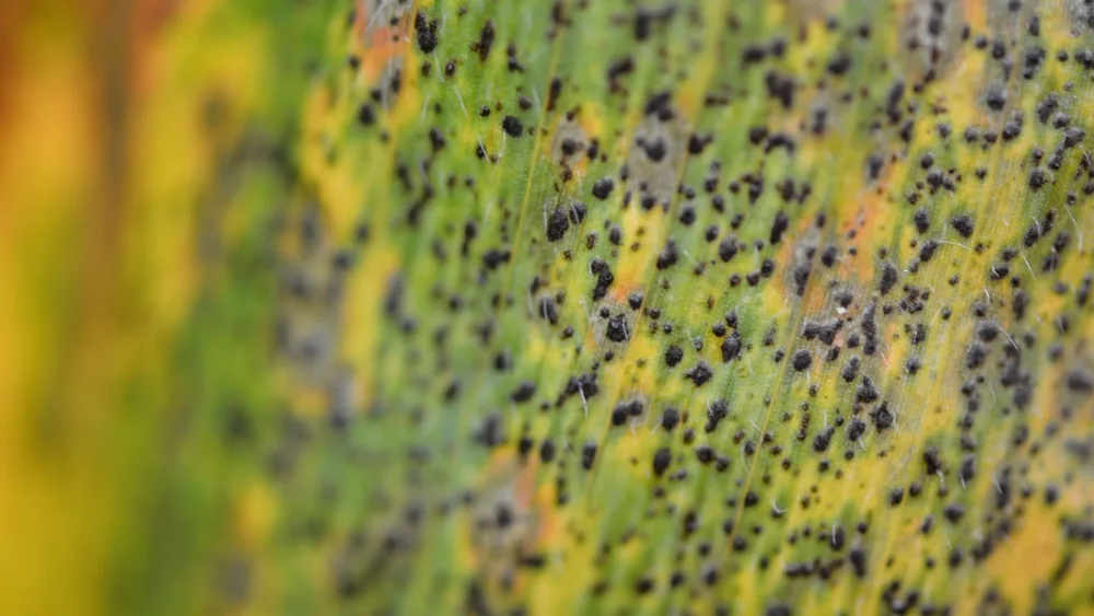 Tar Spot - Up close