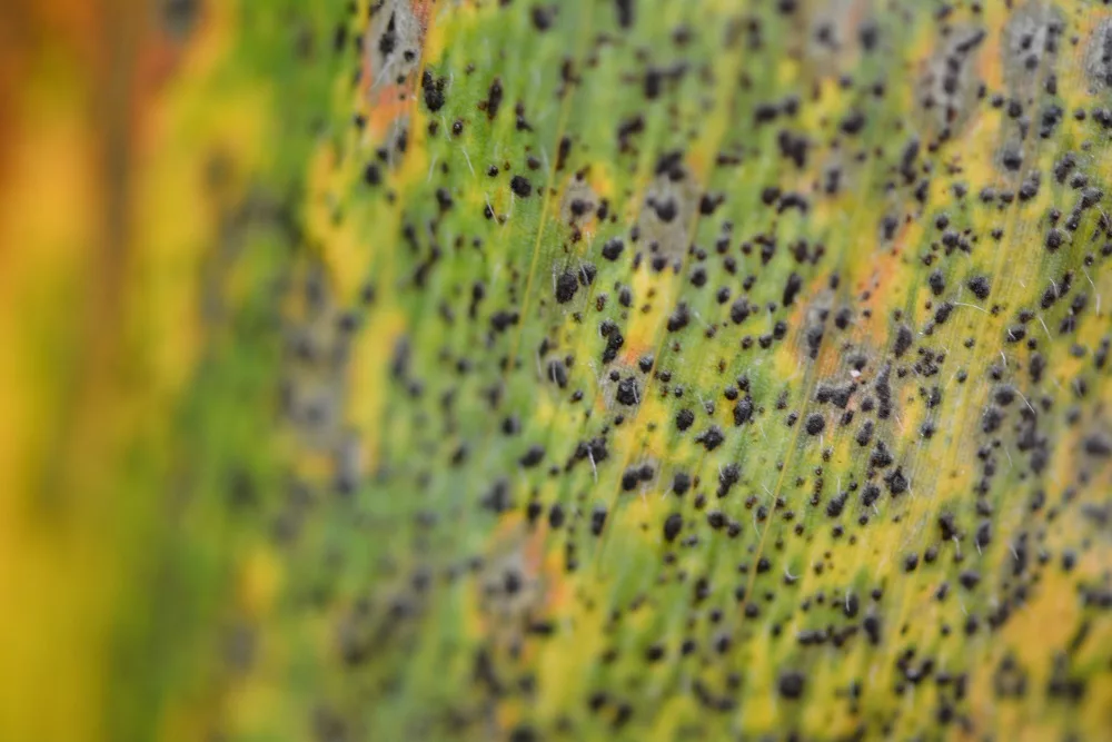 Tar Spot - Up close