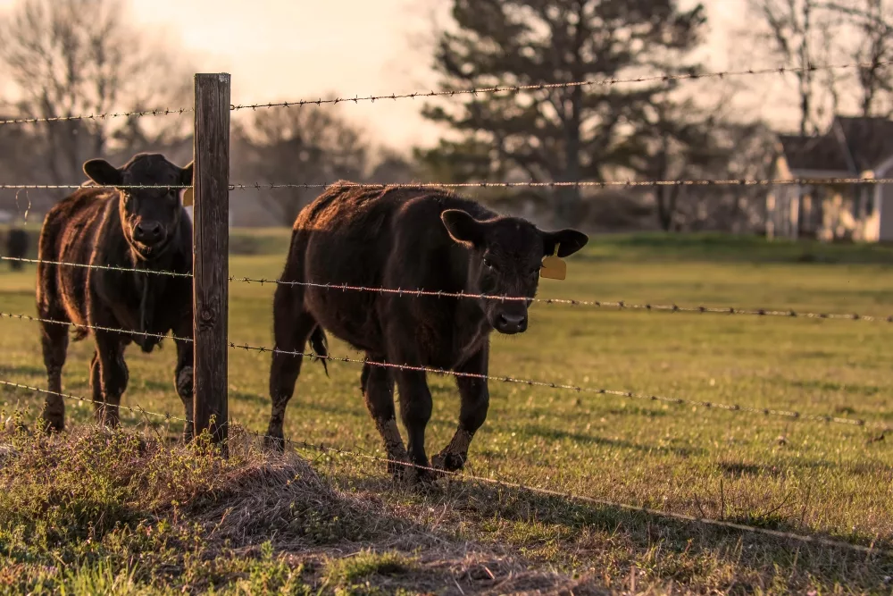 cattle fence