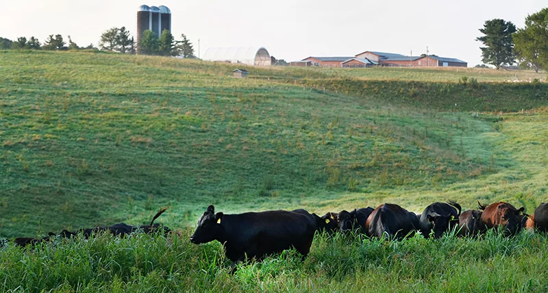 Beef cattle graze in a pasture at the Southern Indiana Purdue Agricultural Center (SIPAC).