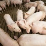 Pork Producers Wary of MAHA Movement’s Push on ‘Ultraprocessed’ Foods