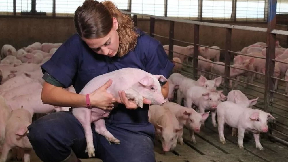 pigs hogs pork swine farm prop 12