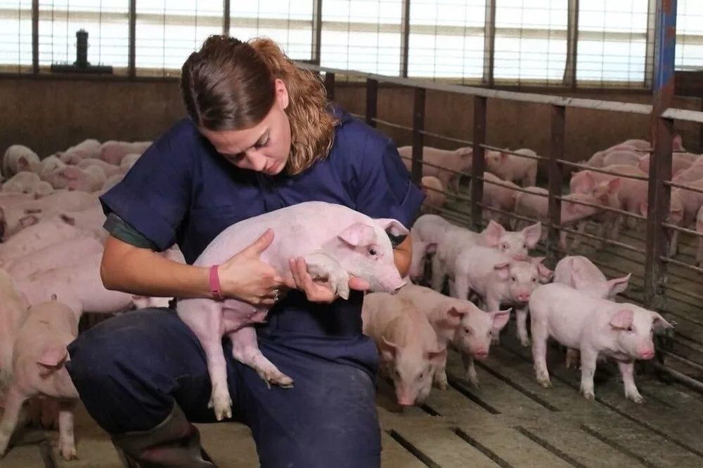 pigs hogs pork swine farm prop 12