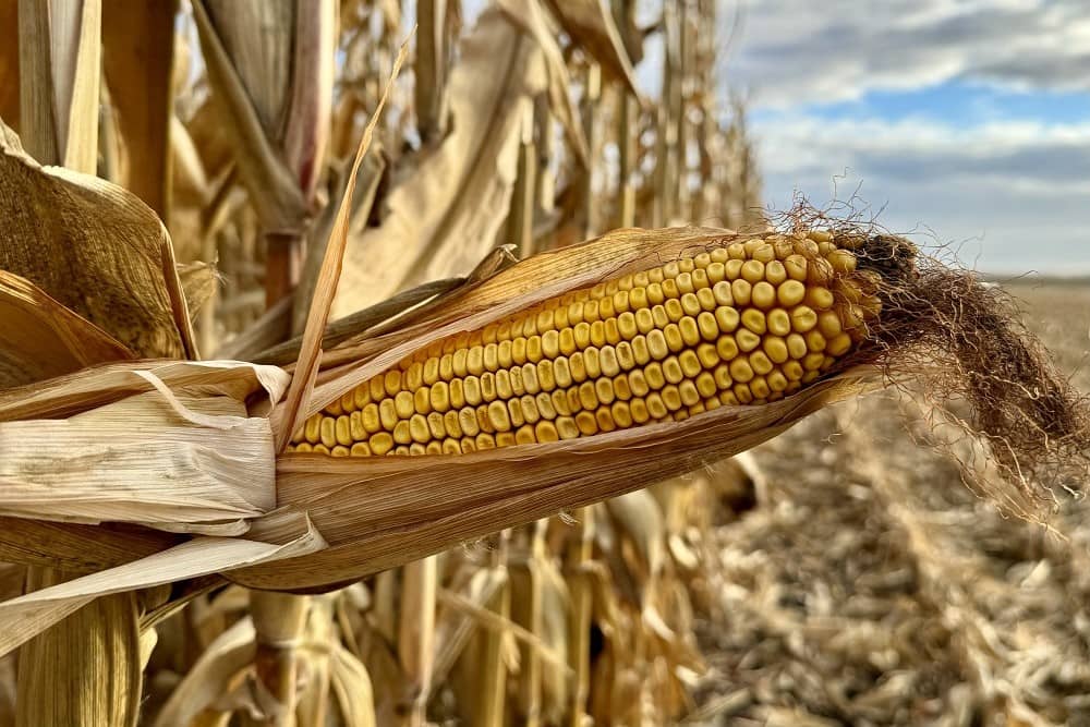 Corn Harvest Begins as US Crop Condition Continues to Decline